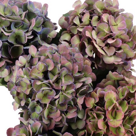 HYDRANGEA ROYAL OPERA GREY CLASSIC