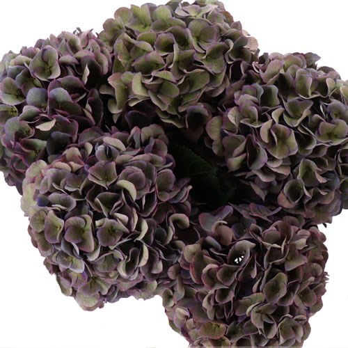 HYDRANGEA ROYAL OPERA METALLIC CLASSIC