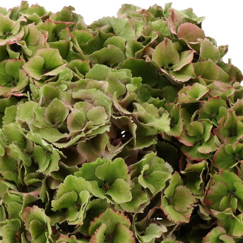HYDRANGEA ROYAL PALACE GREEN CLASSIC