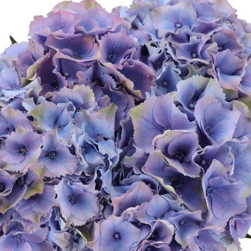 HYDRANGEA ROYAL PALACE LAVENDER CLASSIC