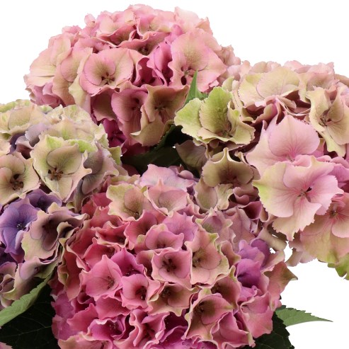 HYDRANGEA ROYAL PALACE PASTEL CLASSIC