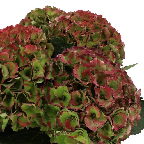 HYDRANGEA ROYAL PALACE RED CLASSIC