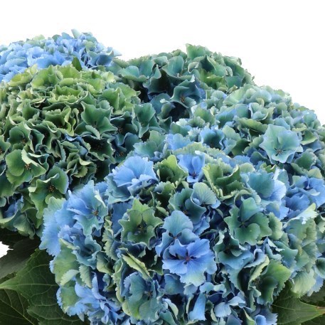 HYDRANGEA ROYAL PARADE CLASSIC