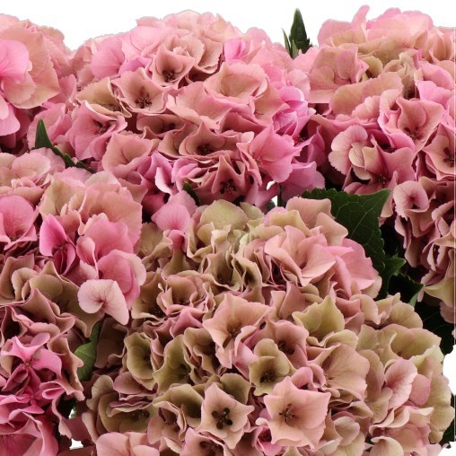HYDRANGEA ROYAL PARADE OLD PINK CLASSIC