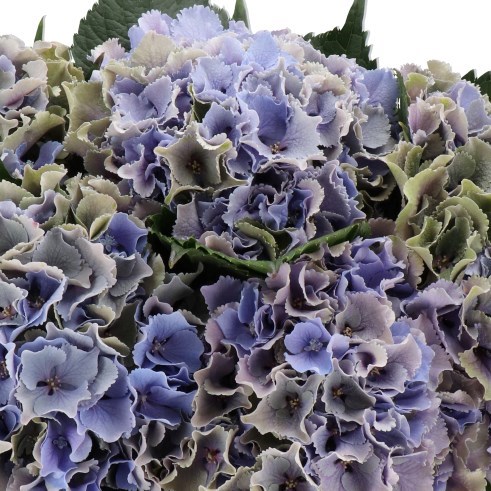 HYDRANGEA ROYAL SUNSET LAVENDER CLASSIC