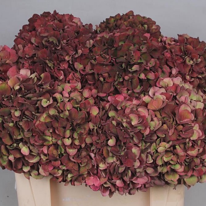 Pin de Jolanda van Horen en Hydrangea's