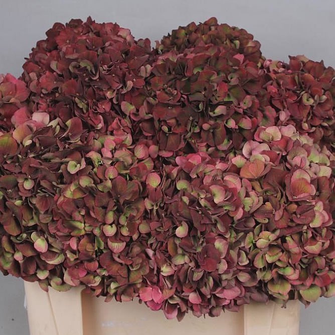 HYDRANGEA RUBY RED CLASSIC