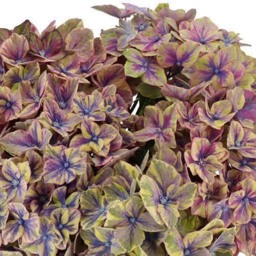 HYDRANGEA SAMURAI