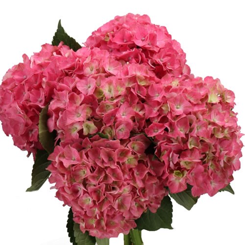 HYDRANGEA SCARLETT PINK