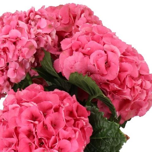 HYDRANGEA SIBILLA RED