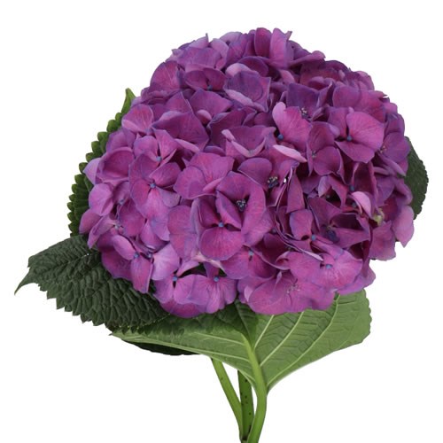HYDRANGEA ST TROPEZ