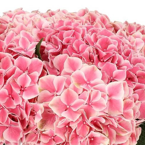 HYDRANGEA SUNSATION PINK