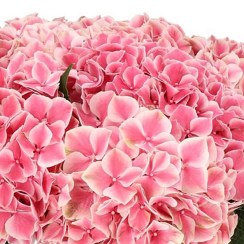 Hydrangea Jumbo and Regular Combo Pack, 12 Stems | BJ's