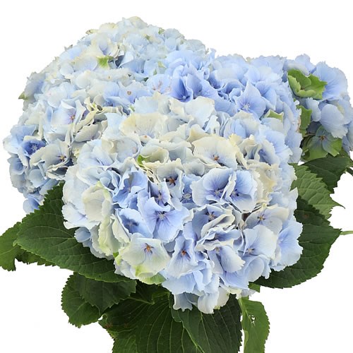 HYDRANGEA VERENA CLASSIC BLUE