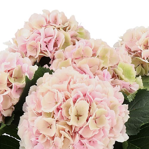 HYDRANGEA VERENA CLASSIC CHAMPAGNE