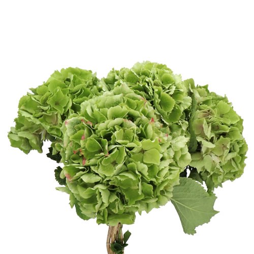 HYDRANGEA VERENA CLASSIC GREEN