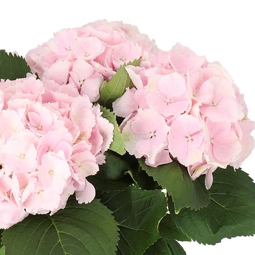 HYDRANGEA VERENA LIGHT PINK