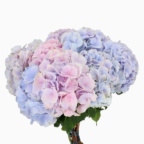 HYDRANGEA VERENA PASTEL