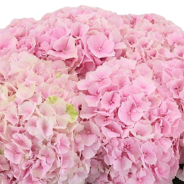 HYDRANGEA VERENA PINK 50cm | Wholesale Dutch Flowers & Florist