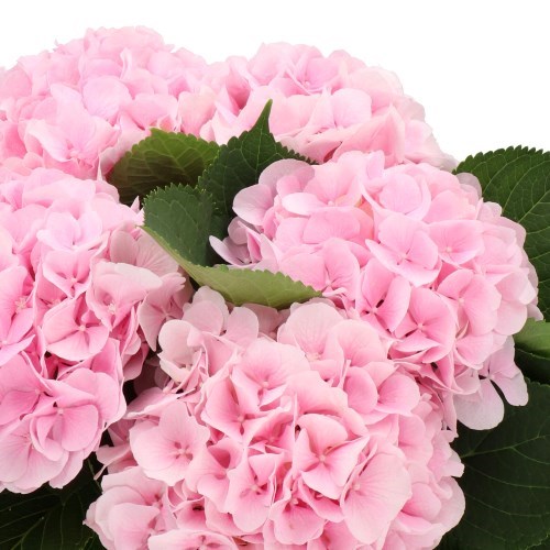 HYDRANGEA VERENA PINK