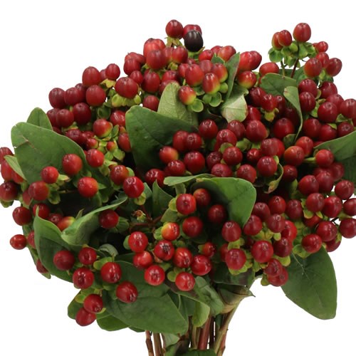 HYPERICUM BRISK MERLOT