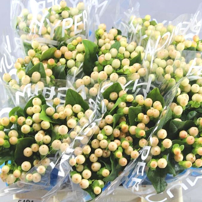 HYPERICUM COCO AVANTI