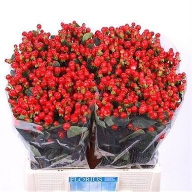 HYPERICUM COCO CALYPSO