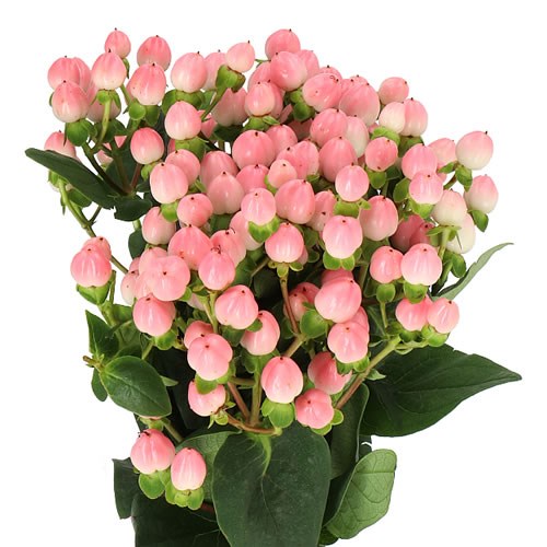 Cocoa Casino visual representation