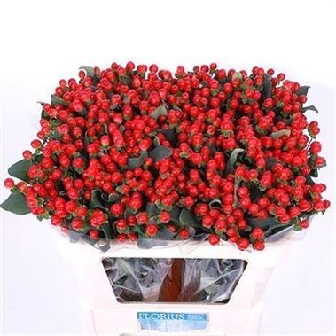 HYPERICUM COCO TANGO
