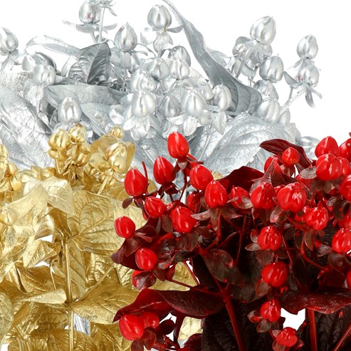 HYPERICUM DYED XMAS MIX