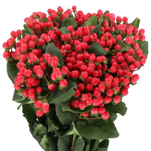 HYPERICUM GLOBO PUNCH