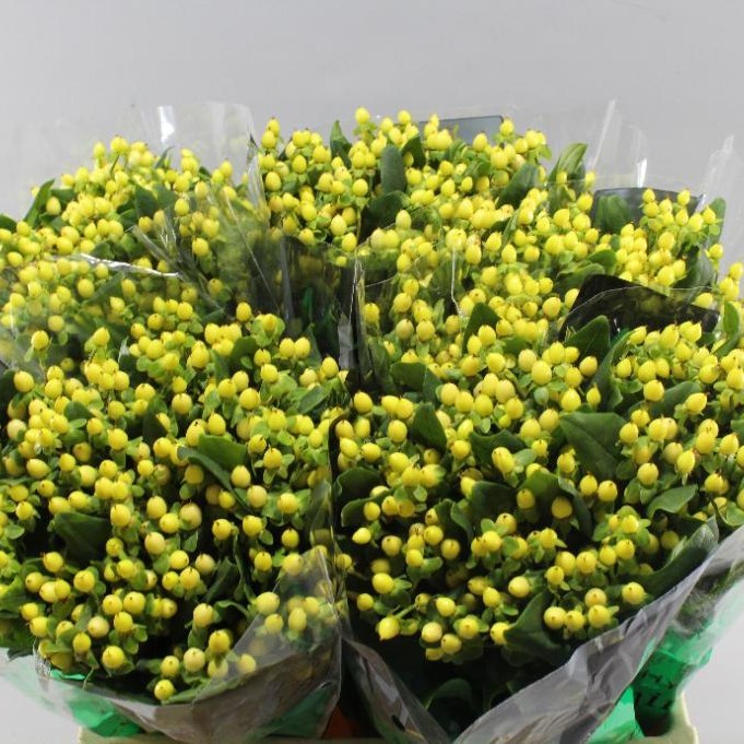 HYPERICUM IVORY FLAIR
