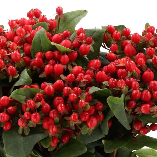 HYPERICUM MAGIC BLUSH