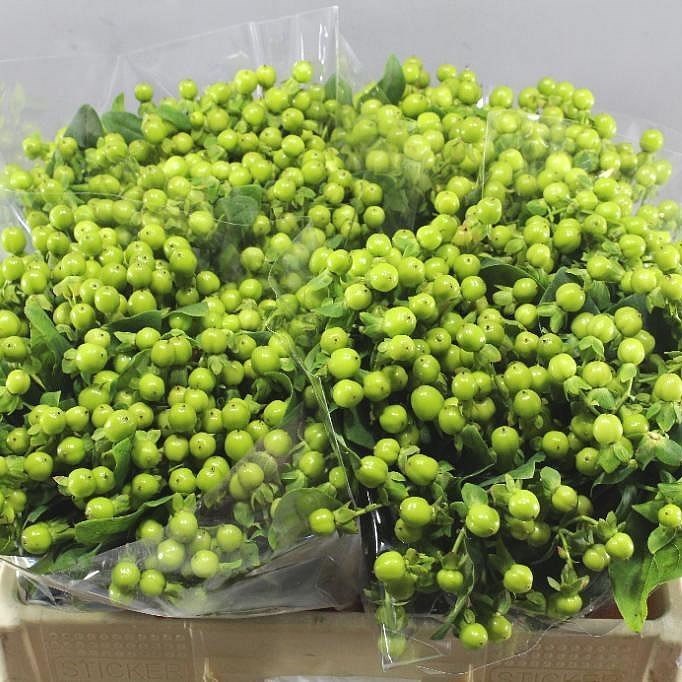 HYPERICUM MAGICAL GREEN POWER