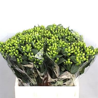 HYPERICUM MAGICAL GREEN POWER