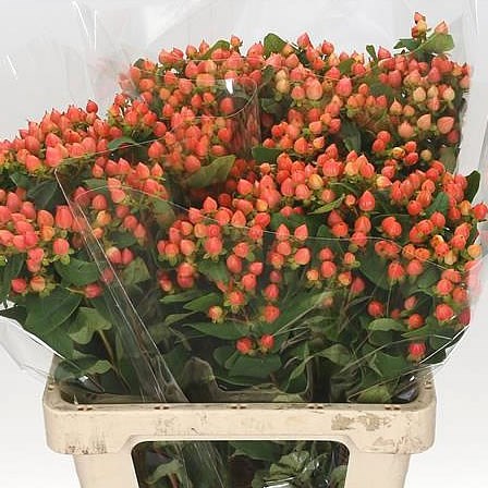 HYPERICUM MAGICAL PUMPKIN