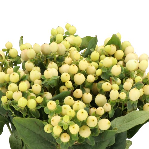 HYPERICUM MAGICAL ROYAL CREAM