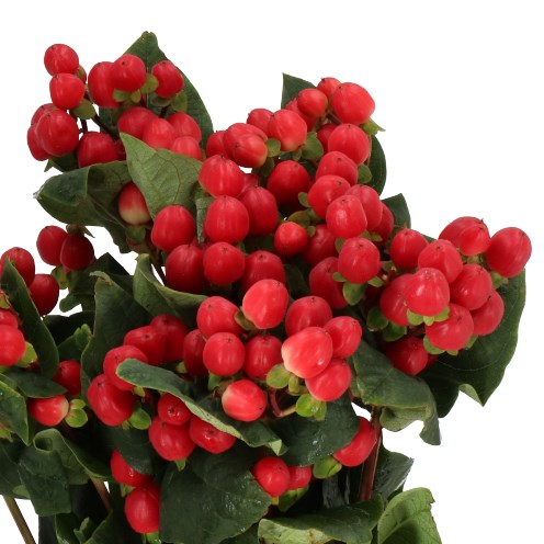 HYPERICUM RED LIGHT ROMANCE