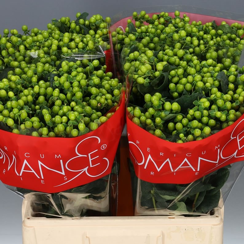 HYPERICUM SELVA ROMANCE