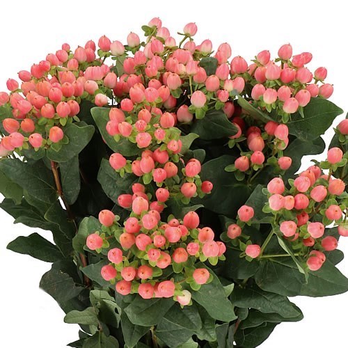 HYPERICUM SWEET ROMANCE