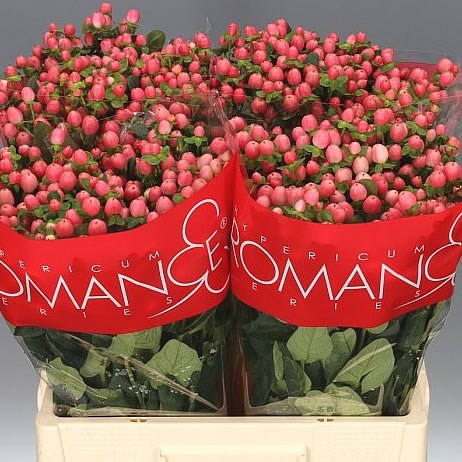 Hypericum | Wholesale Flowers UK | Wedding Flowers | St Johns Wort