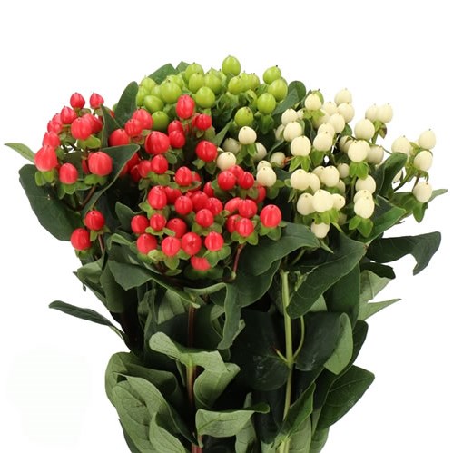HYPERICUM XMAS MIX