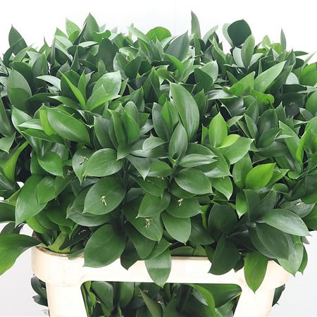 Ruscus Large Leaf