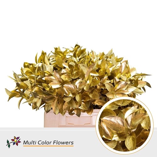 Hard Ruscus Dyed Gold