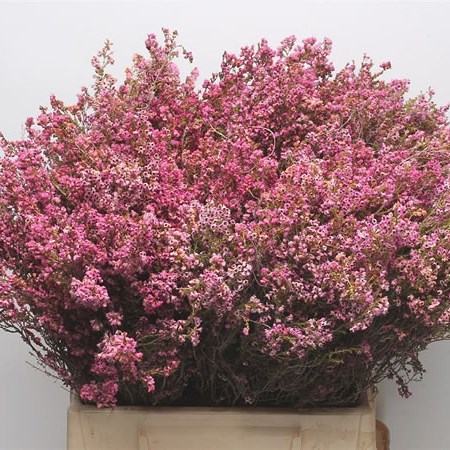 Heather (Pink)