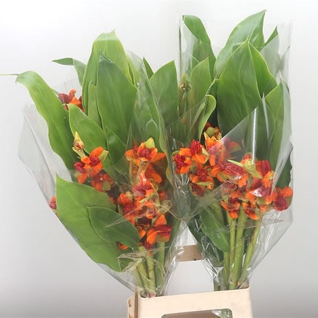 Hedychium Horsfieldii
