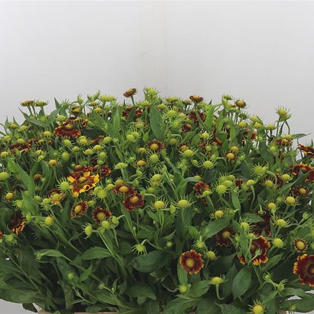 Helenium Bont Zonnedam