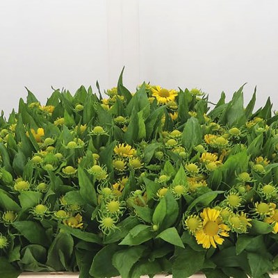 Helenium Kanaria