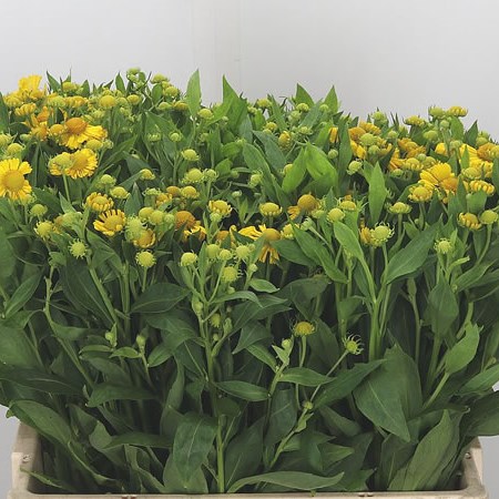 Helenium Kanaria