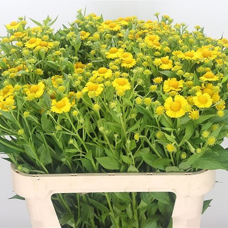 Helenium Kanaria